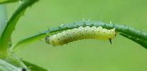 Moro-sphinx ou Sphinx colibri (Macroglossum stellatarum),chenillette stade 1, photo 3.