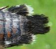 Moro-sphinx ou Sphinx colibri (Macroglossum stellatarum),  extrémité abdominale du mâle en face ventrale.