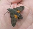 Moro-sphinx ou Sphinx colibri (Macroglossum stellatarum), adulte en main, photo 2.