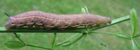 Moro-sphinx ou Sphinx colibri (Macroglossum stellatarum), chenille en pré-nymphose, photo 1.