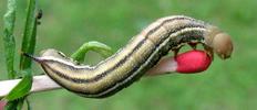 Moro-sphinx ou Sphinx colibri (Macroglossum stellatarum),chenille stade 5, forme brune, photo 1.