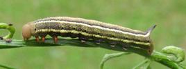 Moro-sphinx ou Sphinx colibri (Macroglossum stellatarum),chenille &agrave; terme, forme brune.