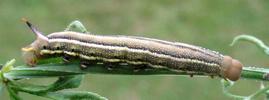Moro-sphinx ou Sphinx colibri (Macroglossum stellatarum),chenille stade 5, forme brune, photo 2.