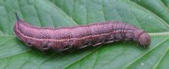Moro-sphinx ou Sphinx colibri (Macroglossum stellatarum), chenille en pré-nymphose, photo 2.