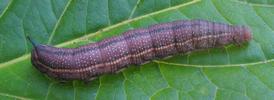 Moro-sphinx ou Sphinx colibri (Macroglossum stellatarum), chenille en pré-nymphose, photo 3.