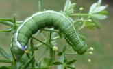 Moro-sphinx ou Sphinx colibri (Macroglossum stellatarum),chenille stade 5, forme verte, photo 1.