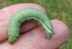 Moro-sphinx ou Sphinx colibri (Macroglossum stellatarum),chenille à terme, en main.