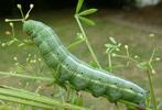 Moro-sphinx ou Sphinx colibri (Macroglossum stellatarum),chenille &agrave; terme, forme verte, photo 1.