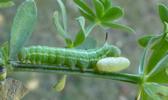 Moro-sphinx ou Sphinx colibri (Macroglossum stellatarum),chenille  avec cocon d'Hyménoptère parasite.