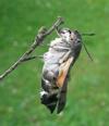 Moro-sphinx ou Sphinx colibri (Macroglossum stellatarum),  papillon émergeant, photo 1.