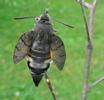 Moro-sphinx ou Sphinx colibri (Macroglossum stellatarum),  papillon émergeant, photo 2