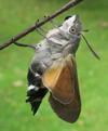 Moro-sphinx ou Sphinx colibri (Macroglossum stellatarum),  papillon émergeant, photo 3.