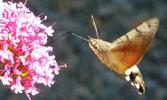 Moro-sphinx ou Sphinx colibri (Macroglossum stellatarum), adulte en  vol, photo 1.