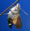 Moro-sphinx ou Sphinx colibri (Macroglossum stellatarum), papillon émergeant, photo 5.