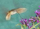 Moro-sphinx ou Sphinx colibri (Macroglossum stellatarum), adulte en  vol, photo 6.