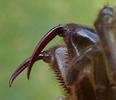 Mygale &agrave; chaussette (Atypus affinis)  ch&eacute;lic&egrave;res de femelle, photo 4.