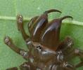 Mygale &agrave; chaussette (Atypus affinis)  ch&eacute;lic&egrave;res de femelle, photo 5.