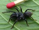 Mygale &agrave; chaussette (Atypus affinis) m&acirc;le, photo 2.