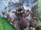 Mygale &agrave; chaussette (Atypus affinis)  femelle avec sa prog&eacute;niture, photo 1.