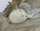 Mygale &agrave; chaussette (Atypus affinis) , ponte.