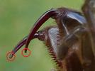 Mygale à chaussette (Atypus affinis) exemple de chélicères  aux pointes cassées