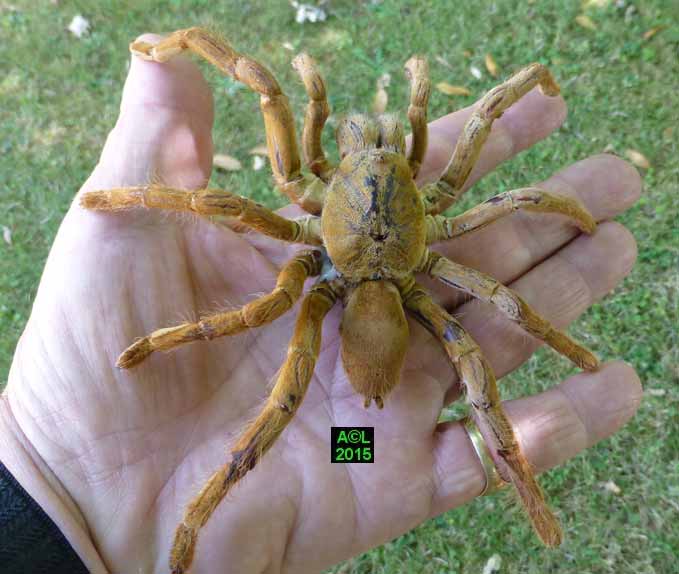 Mygale à chaussette (Atypus affinis), biologie, morphologie, développement.