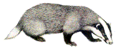 blaireau (d'apr&egrave;s www.terrabiente.org)