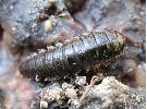 Necrodes littoralis, larve sur le vif, détail (photo 2)