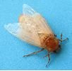 Necrodes littoralis, imago venant d'éclore