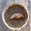 Necrodes littoralis, nymphe en logette artificielle