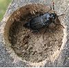 Necrodes littoralis, mue imaginale (photo 5)