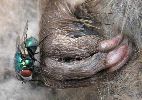 Mouche verte (Lucilia) sur cadavre de rat musqu&eacute; (photo 1) 