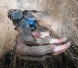 Mouche bleue (Calliphora) sur cadavre de rat musqu&eacute; (photo 1)
