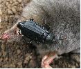 Necrodes littoralis sur taupe (photo 2)