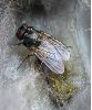 Mouche (indéterminée) sur cadavre de rat musqué