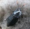 Necrodes littoralis sur taupe (photo 3)