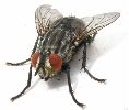 mouche du Genre Sarcophaga (photo 3)