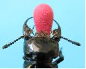 le staphylin Creophilus maxillosus, détail des mandibules