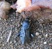 Necrodes littoralis sur viande de boucherie (photo 3)