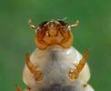 Nécrophore ensevelisseur (Nicrophorus humator), larve, détail de la tête.
