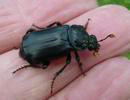 Nécrophore ensevelisseur (Nicrophorus humator) adulte en main, photo 1