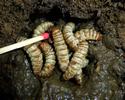 Nécrophore ensevelisseur (Nicrophorus humator),, larves à terme