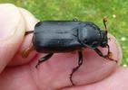 Nécrophore ensevelisseur (Nicrophorus humator) adulte en main, photo 2