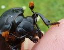Nécrophore ensevelisseur (Nicrophorus humator), tête en gros plan.