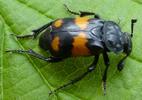 Nécrophore (Nicrophorus vespilloides (= mortuorum) adulte, photo 1.