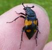 Nécrophore (Nicrophorus vespilloides (= mortuorum) adulte, dur doigt.