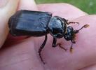 Nécrophore ensevelisseur (Nicrophorus humator), imago au terme de sa chromatogenèse, photo 1.