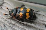 Nécrophore (Nicrophorus vespillo), photo 1
