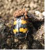 Nécrophore (Nicrophorus vespillo), photo 2
