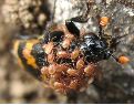 Nécrophore (Nicrophorus vespillo), photo 6